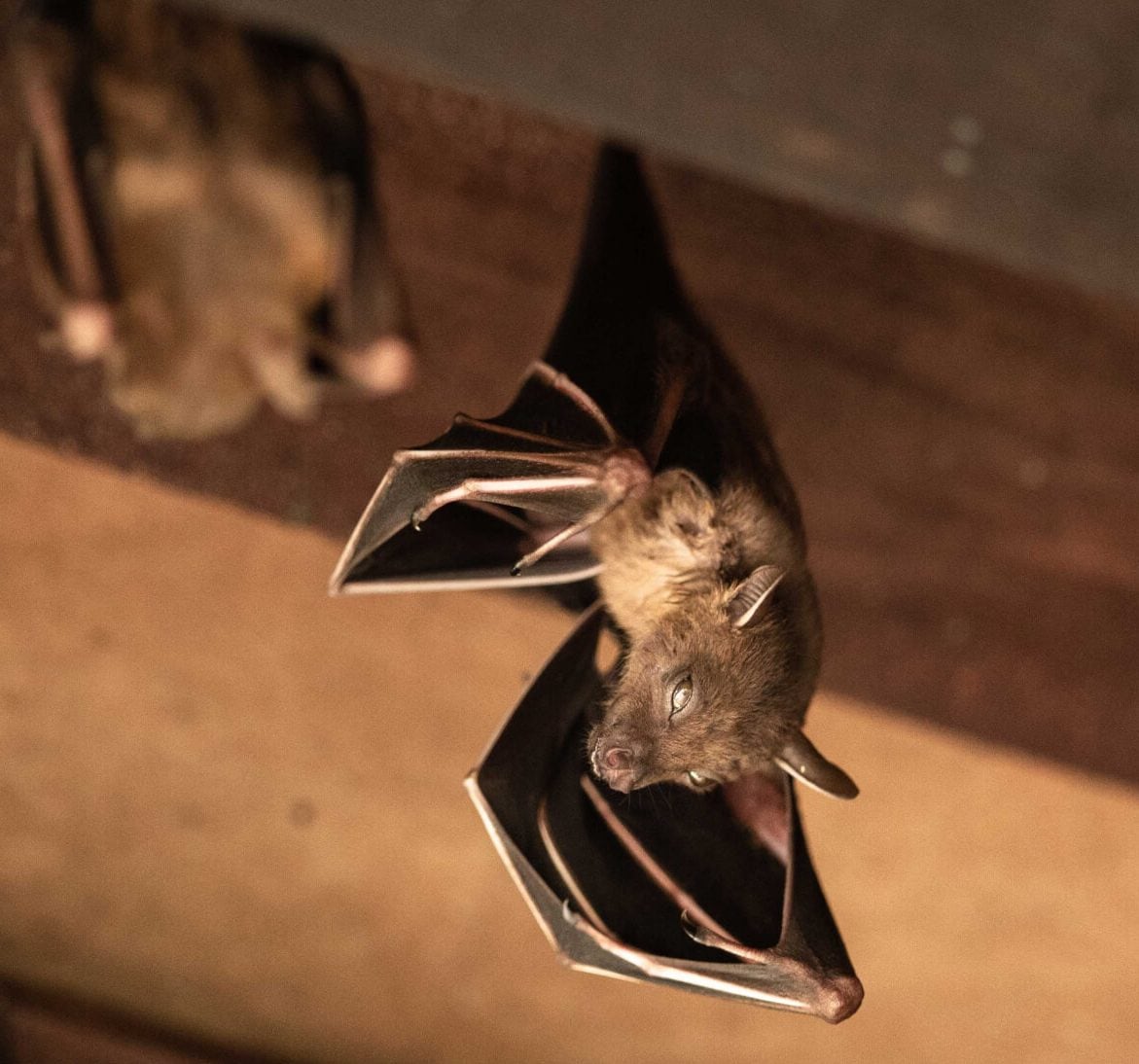 Wildlife-Bats in Harrington
